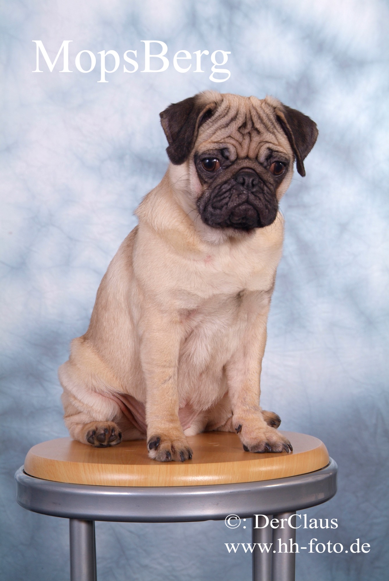 Mops_Hund_Stuhl DerClaus